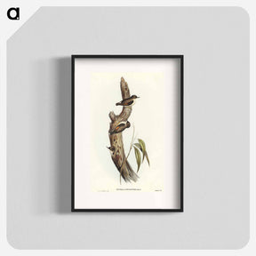 アートポスター-Orange-winged Sittella
 - オーストラリアの鳥 Poster.