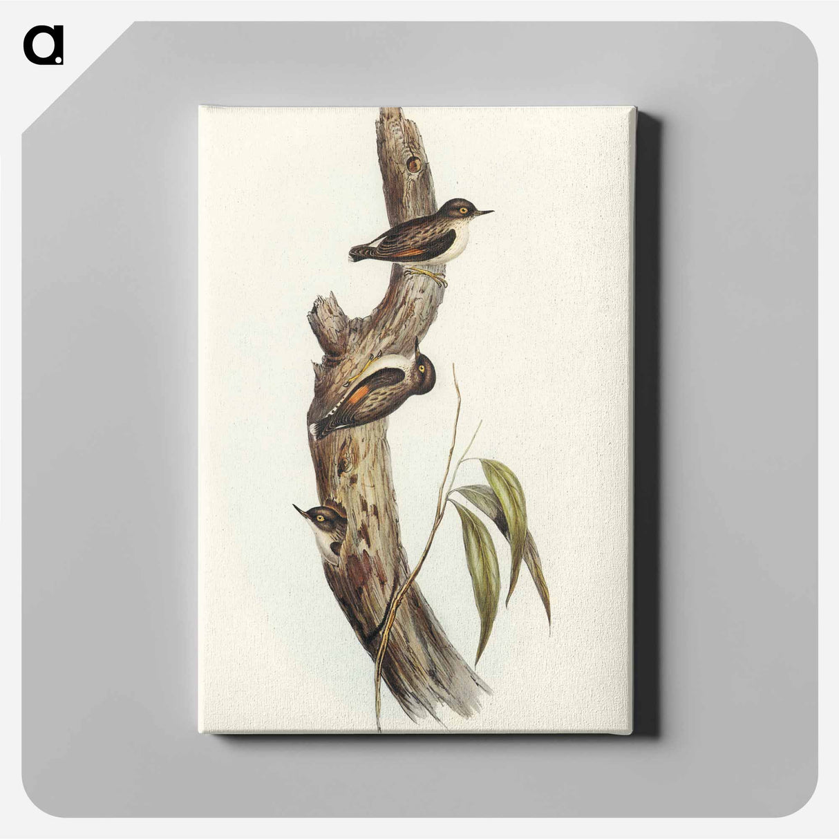 Orange-winged Sittella
 - オーストラリアの鳥 Canvas.