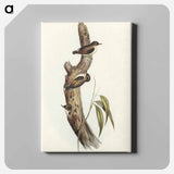 Orange-winged Sittella
 - オーストラリアの鳥 Canvas.