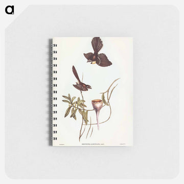 White-shafted Fantail
 - ジョン グールド Memo.