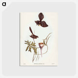アートポストカード-White-shafted Fantail
 - ジョン グールド Postcard.