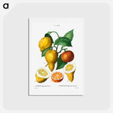 アートポストカード-Bitter orange - ピエール ジョゼフ ルドゥーテ Postcard.