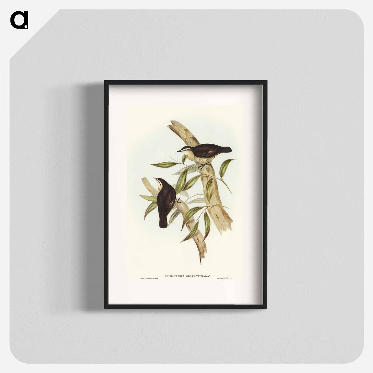 Black-backed Tree-Creeper
 - オーストラリアの鳥 Poster.