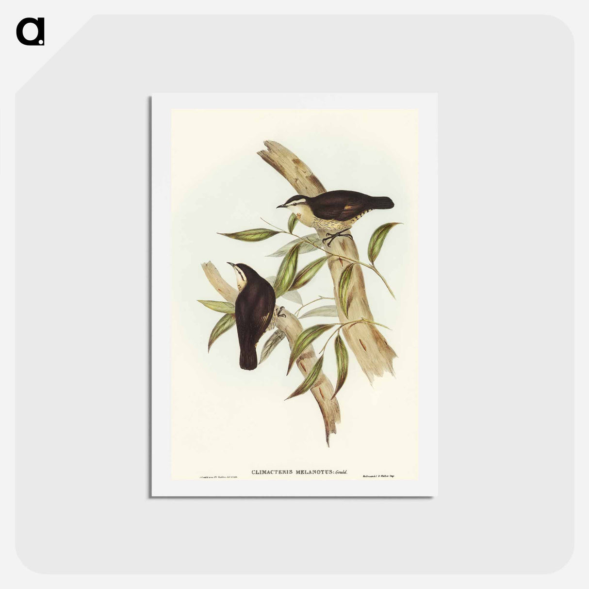 アートポストカード-Black-backed Tree-Creeper
 - オーストラリアの鳥 Postcard.