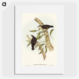 Black-backed Tree-Creeper
 - オーストラリアの鳥 Poster.