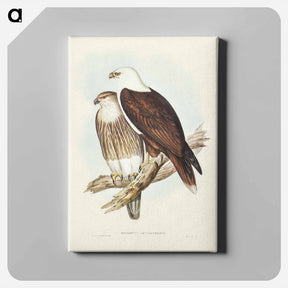 アートパネル-White-breasted Sea Eagle
 - ジョン グールド Canvas.