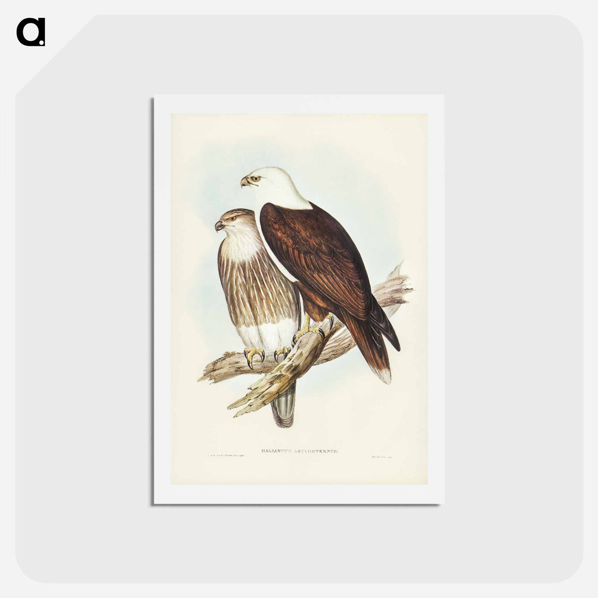 アートポストカード-White-breasted Sea Eagle
 - ジョン グールド Postcard.