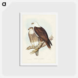 アートポストカード-White-breasted Sea Eagle
 - ジョン グールド Postcard.
