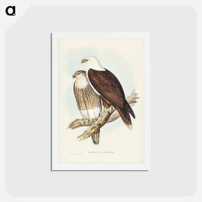 アートポストカード-White-breasted Sea Eagle
 - ジョン グールド Postcard.