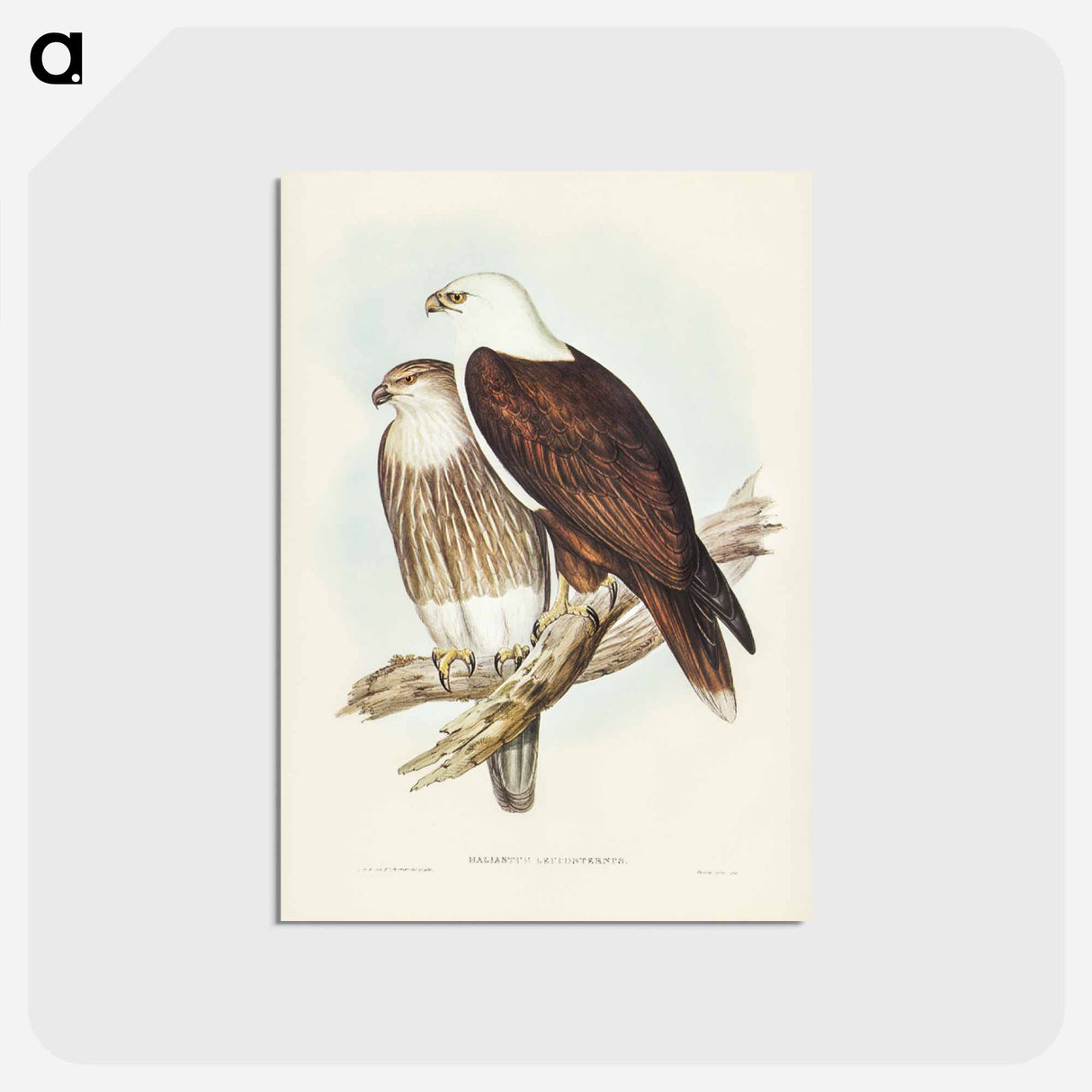 アートポストカード-White-breasted Sea Eagle
 - ジョン グールド Postcard.