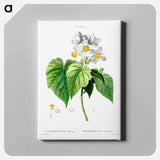 アートパネル-Sparmannia Africana (Sparmannia d'Afrique) - ピエール ジョゼフ ルドゥーテ Canvas.