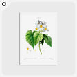 アートポストカード-Sparmannia Africana (Sparmannia d'Afrique) - ピエール ジョゼフ ルドゥーテ Postcard.
