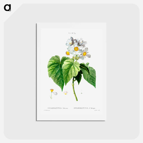 アートポストカード-Sparmannia Africana (Sparmannia d'Afrique) - ピエール ジョゼフ ルドゥーテ Postcard.