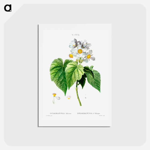 アートポストカード-Sparmannia Africana (Sparmannia d'Afrique) - ピエール ジョゼフ ルドゥーテ Postcard.