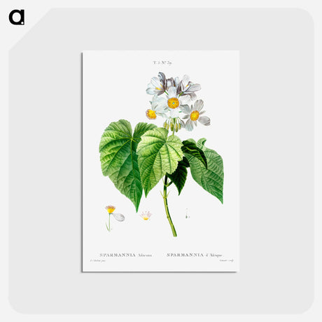 アートポストカード-Sparmannia Africana (Sparmannia d'Afrique) - ピエール ジョゼフ ルドゥーテ Postcard.