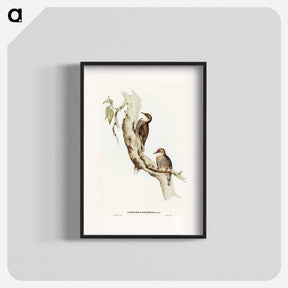 アートポスター-Red-eyebrowed Tree-Creeper
 - オーストラリアの鳥 Poster.