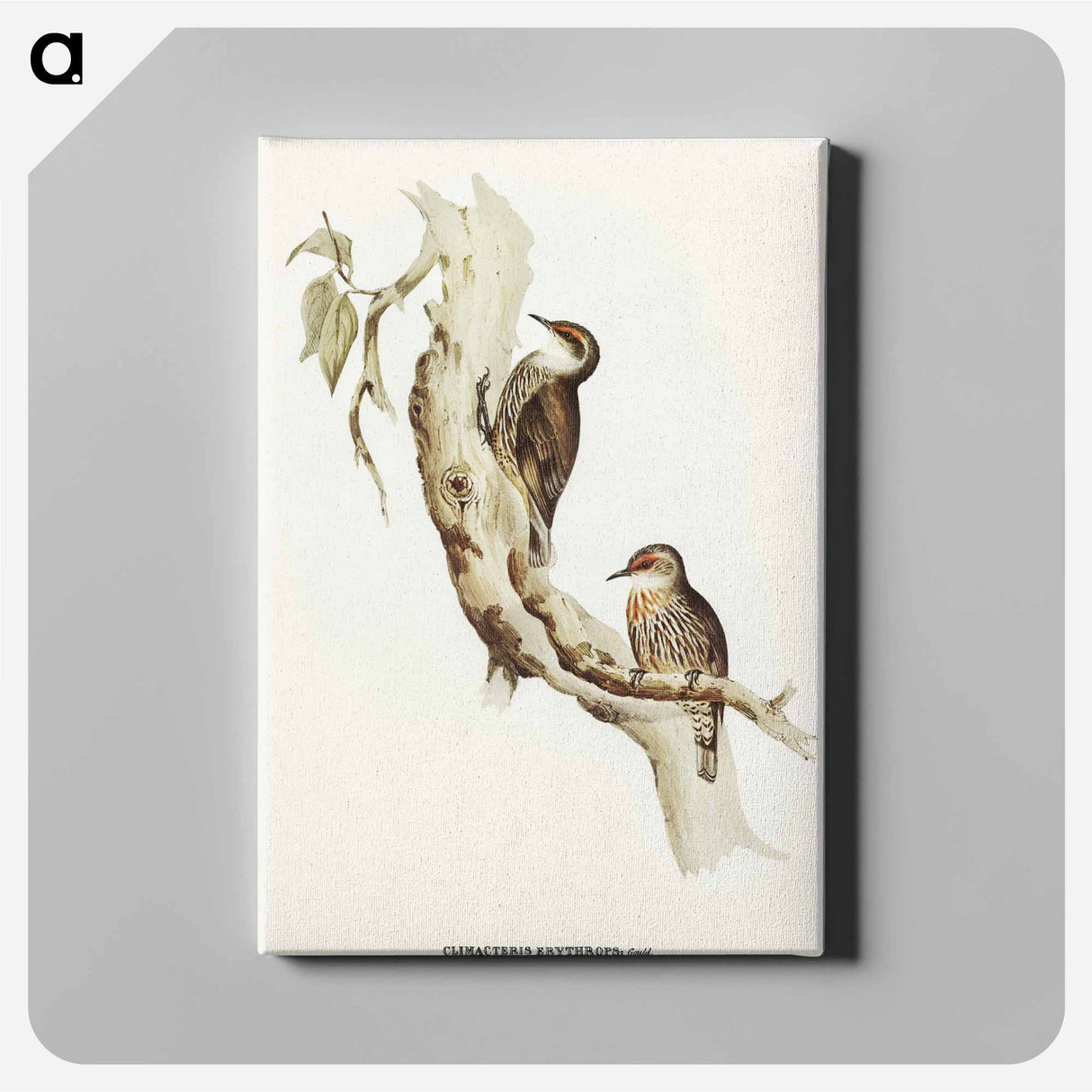 Red-eyebrowed Tree-Creeper
 - オーストラリアの鳥 Canvas.