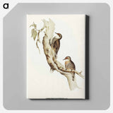 Red-eyebrowed Tree-Creeper
 - オーストラリアの鳥 Canvas.