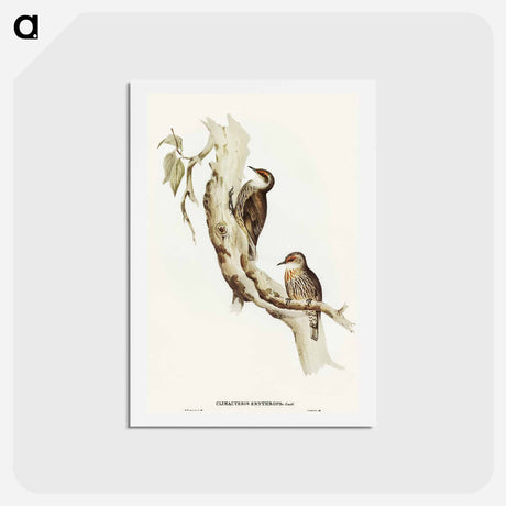アートポストカード-Red-eyebrowed Tree-Creeper
 - オーストラリアの鳥 Postcard.