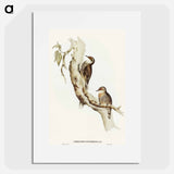 Red-eyebrowed Tree-Creeper
 - オーストラリアの鳥 Poster.