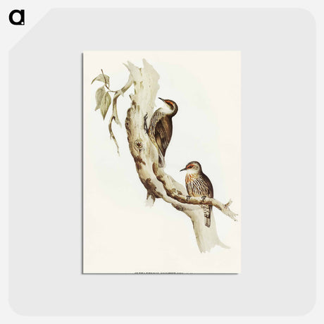 アートポストカード-Red-eyebrowed Tree-Creeper
 - オーストラリアの鳥 Postcard.