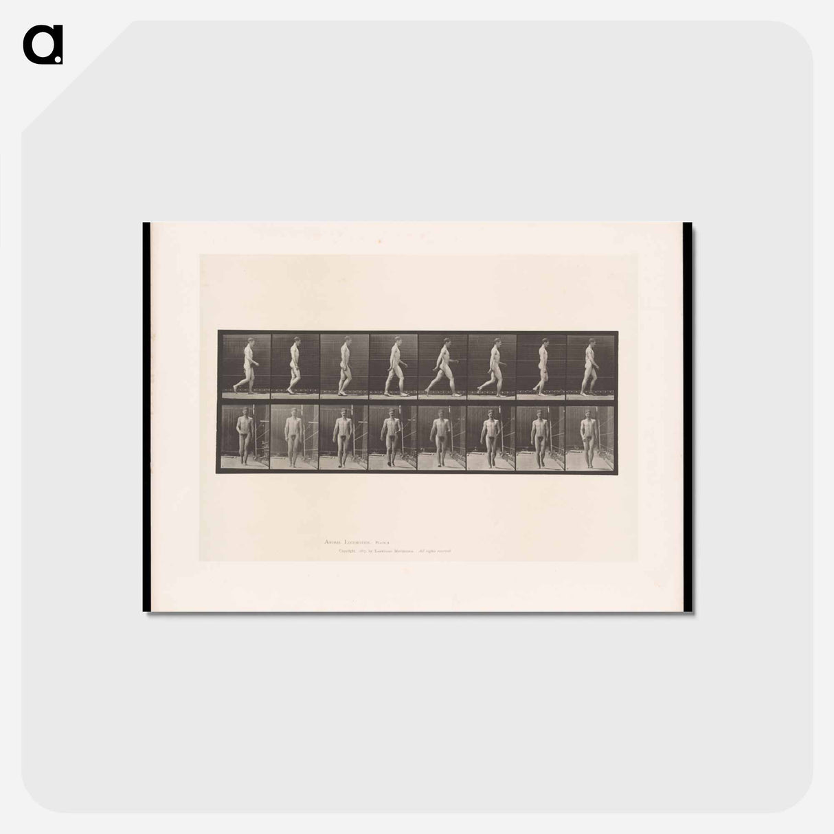 アートポストカード-Naked Man Walking
 - エドワード マイブリッジ Postcard.