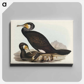アートパネル-Australian Cormorant
 - ジョン グールド Canvas.