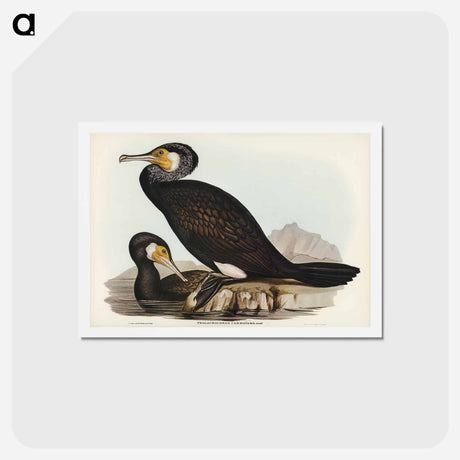 アートポストカード-Australian Cormorant
 - ジョン グールド Postcard.