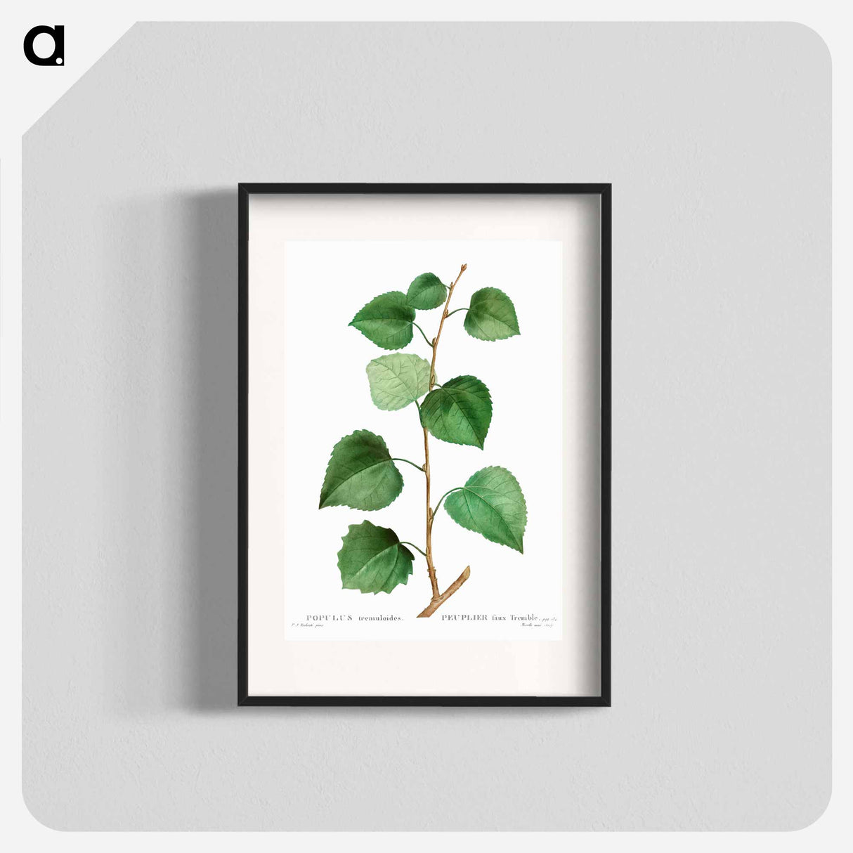 Aspen - Pierre Joseph Redouté Poster.