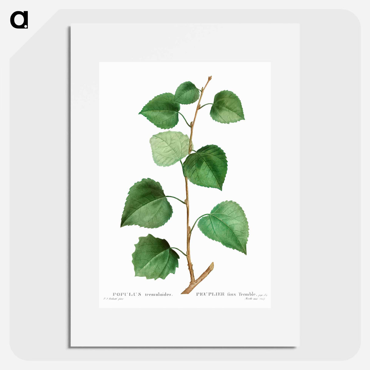 Aspen - Pierre Joseph Redouté Poster.