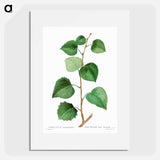 Aspen - Pierre Joseph Redouté Poster.
