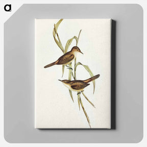 アートパネル-Long-billed Reed Warbler
 - オーストラリアの鳥 Canvas.