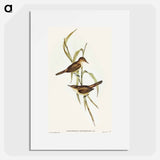 Long-billed Reed Warbler
 - オーストラリアの鳥 Poster.