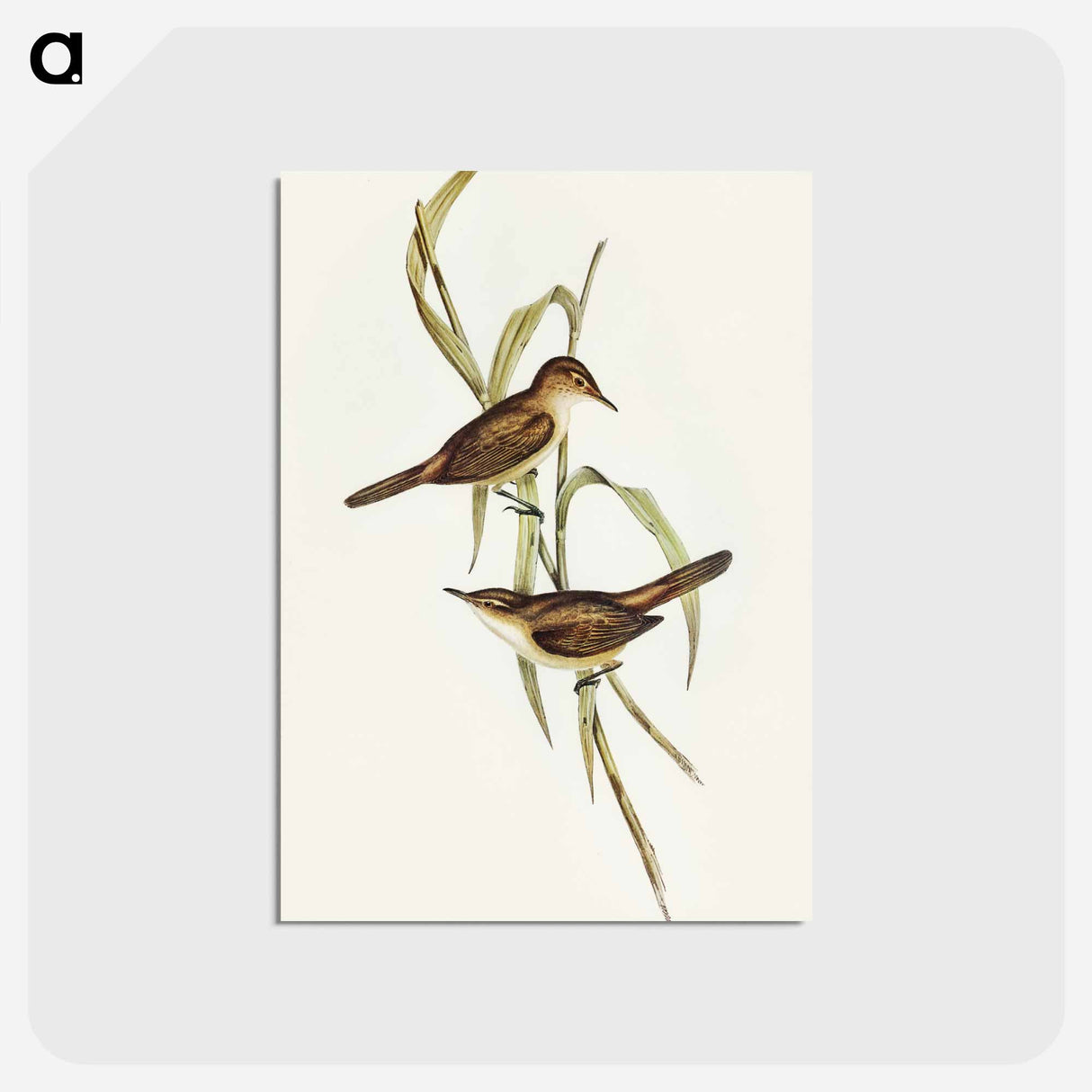 アートポストカード-Long-billed Reed Warbler
 - オーストラリアの鳥 Postcard.