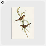 アートポストカード-Long-billed Reed Warbler
 - オーストラリアの鳥 Postcard.