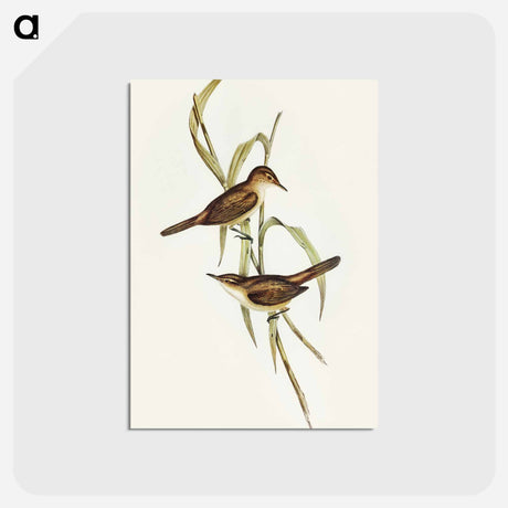 アートポストカード-Long-billed Reed Warbler
 - オーストラリアの鳥 Postcard.