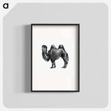 アートポスター-Camel Engraving from Woodland Romances
 - 大英図書館 Poster.