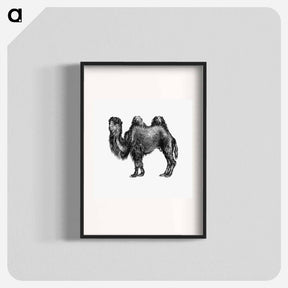 アートポスター-Camel Engraving from Woodland Romances
 - 大英図書館 Poster.