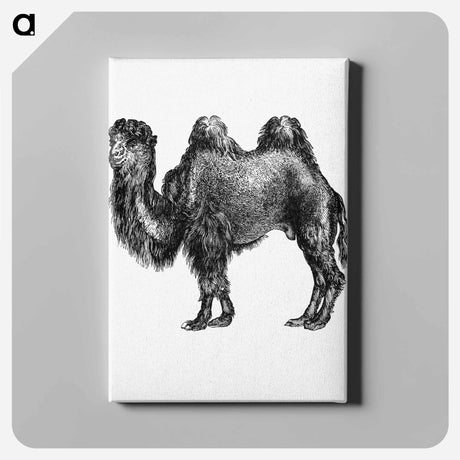 アートパネル-Camel Engraving from Woodland Romances
 - 大英図書館 Canvas.
