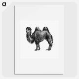アートポスター-Camel Engraving from Woodland Romances
 - 大英図書館 Poster.