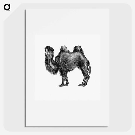 アートポスター-Camel Engraving from Woodland Romances
 - 大英図書館 Poster.