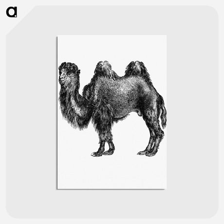 アートポストカード-Camel Engraving from Woodland Romances
 - 大英図書館 Postcard.