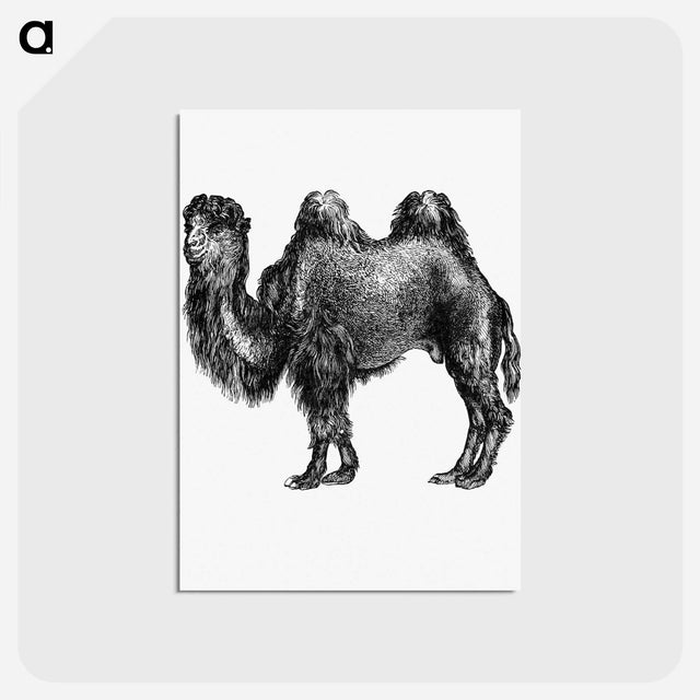 アートポストカード-Camel Engraving from Woodland Romances
 - 大英図書館 Postcard.