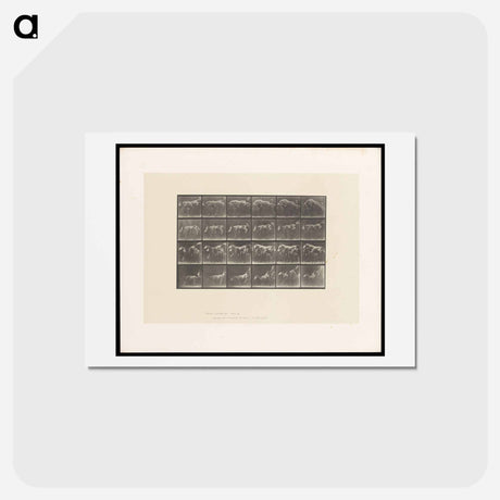 アートポストカード-Jumping Horse
 - エドワード マイブリッジ Postcard.