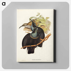 アートパネル-Magnificent Rifle-bird
 - ジョン グールド Canvas.
