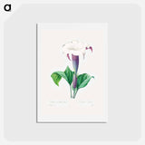 アートポストカード-Thorn apple - ピエール ジョゼフ ルドゥーテ Postcard.