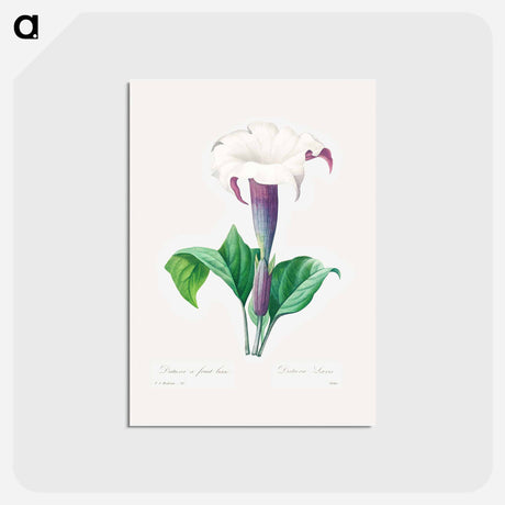 アートポストカード-Thorn apple - ピエール ジョゼフ ルドゥーテ Postcard.