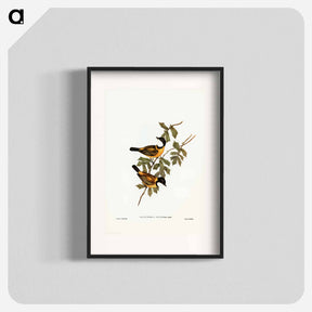 アートポスター-Black-tailed Pachycephala
 - ジョン グールド Poster.