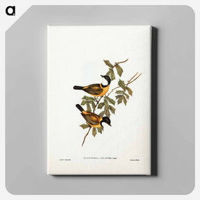 アートパネル-Black-tailed Pachycephala
 - ジョン グールド Canvas.