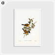 アートポストカード-Black-tailed Pachycephala
 - ジョン グールド Postcard.